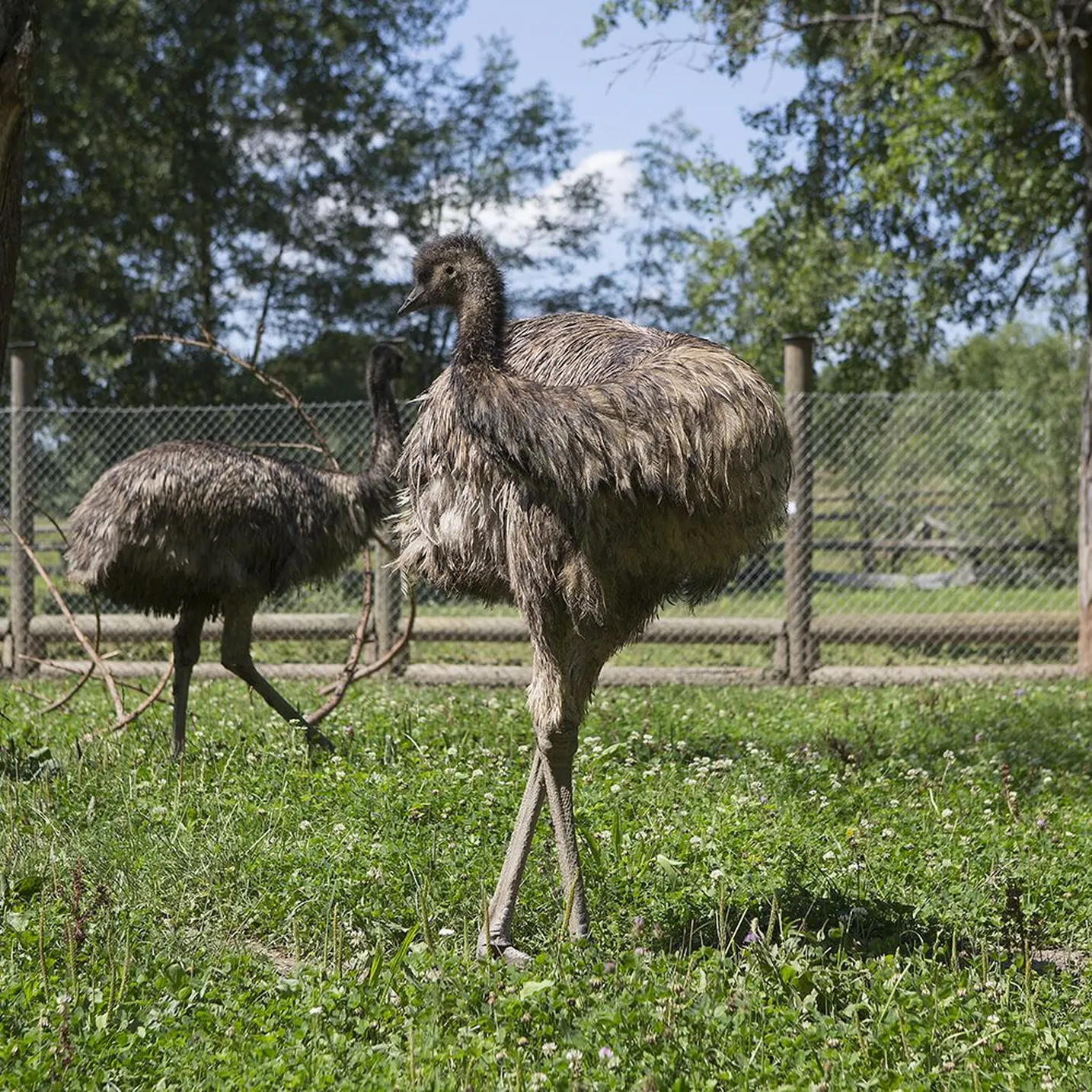 Emu
