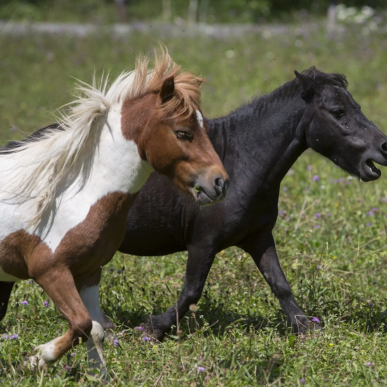 Ponys & Pferde